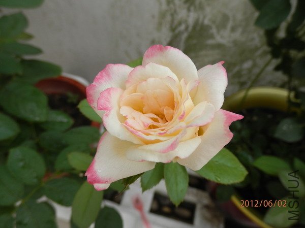 P6020222_��С��С.JPG