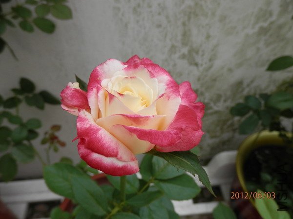 P6030240_��С��С.JPG