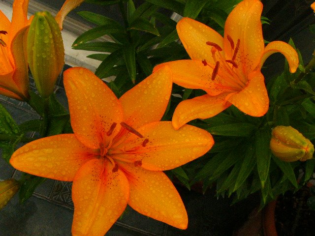 P1070082.JPG