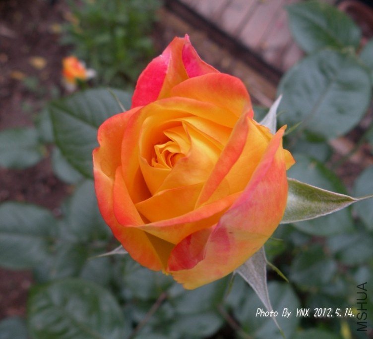 2012.5.14. 111_conew2.jpg