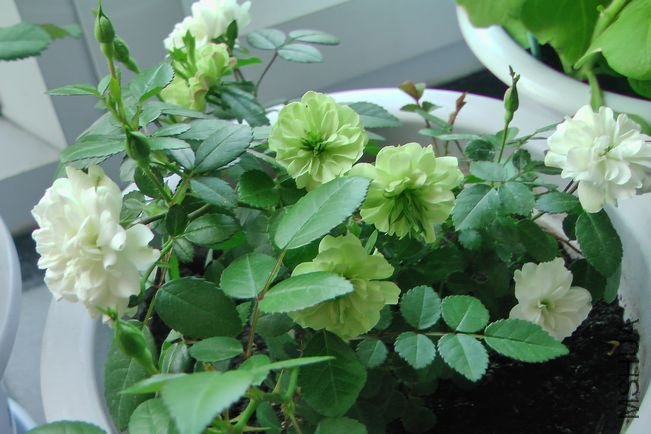 IMGA0001.JPG