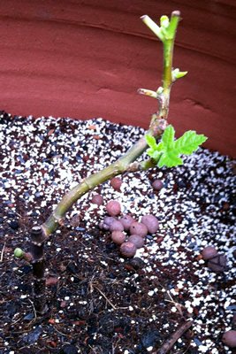 �޻���-������A20120605.jpg
