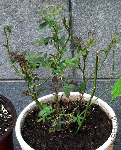 ����õ��(��ʯõ�� ����Ħ��)20120603.jpg