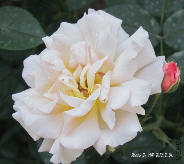 2012.5.24. 099_conew2.jpg