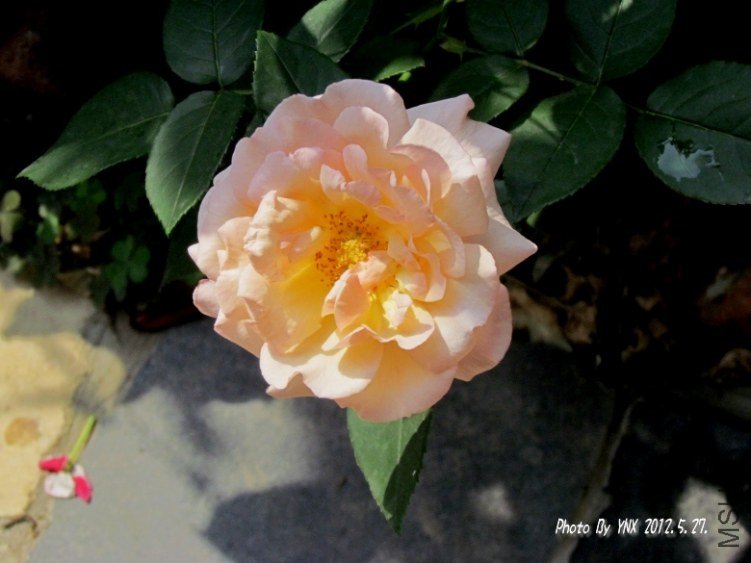 2012.5.27. 042_conew2.jpg