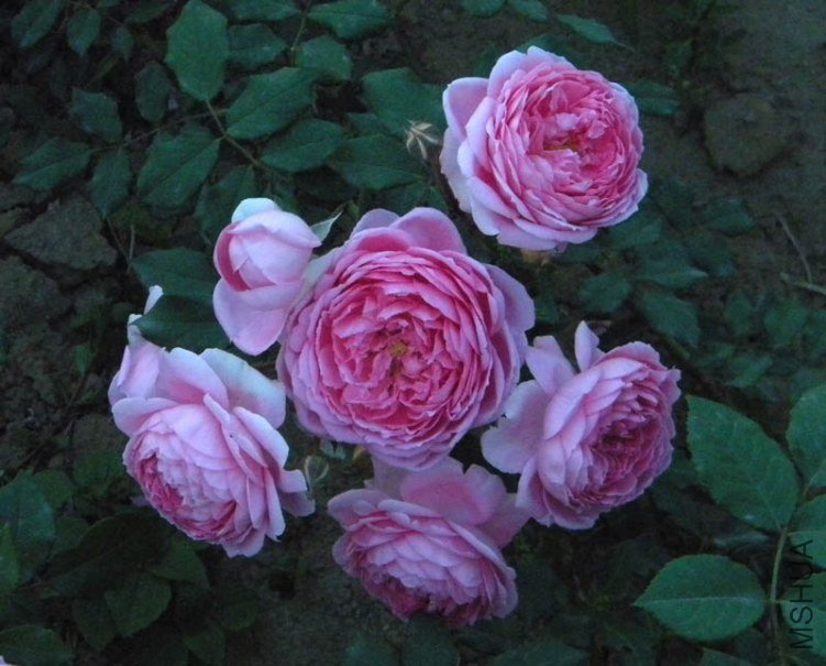 DSCN2312.jpg