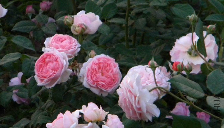 DSCN2506.jpg