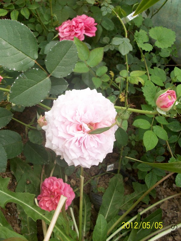 ���� ����������ɭ.jpg