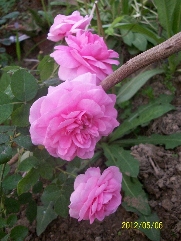 ���� ��³�صµĻ���.jpg