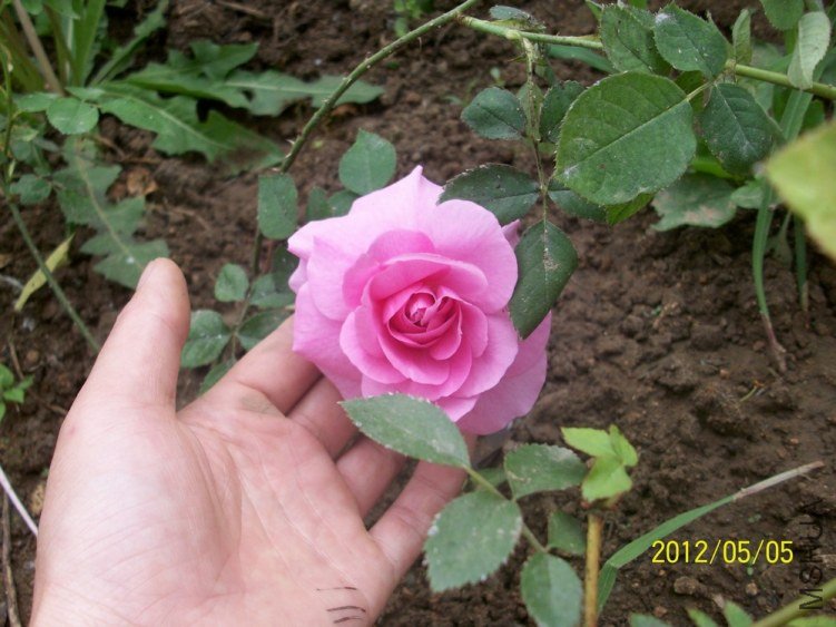 ���� ��³�صµĻ���2.jpg