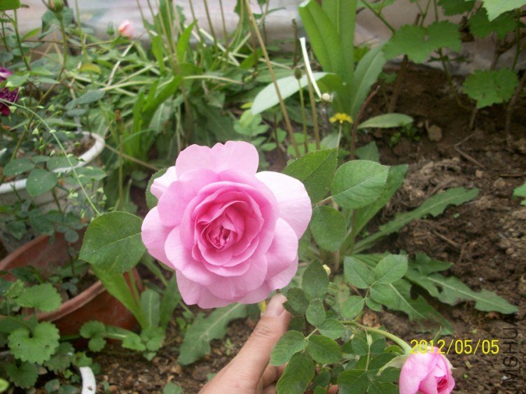 ���� ��³�صµĻ���3.jpg