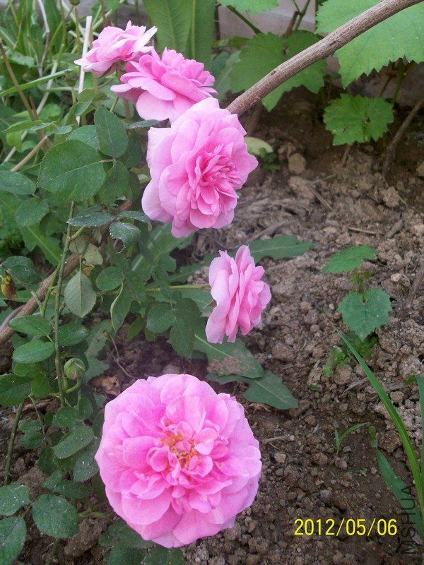 ���� ��³�صµĻ���4.jpg