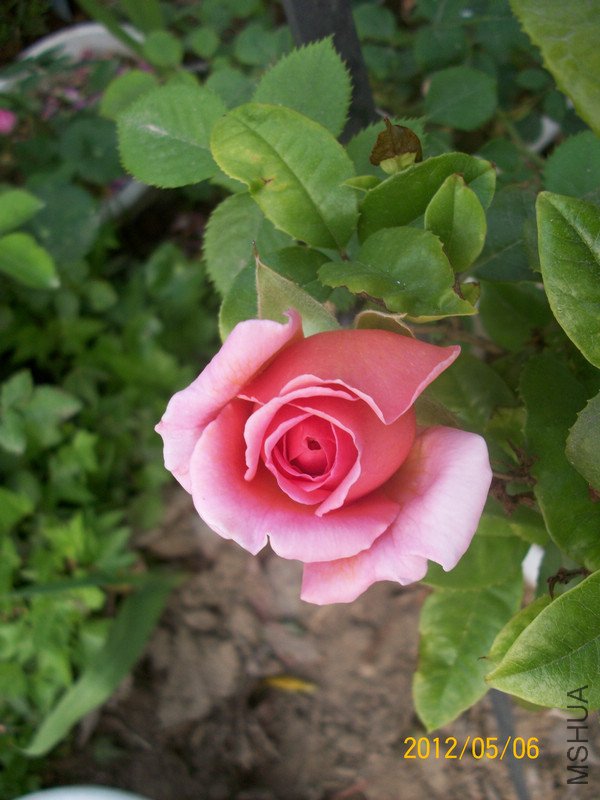 ���� ��������.jpg