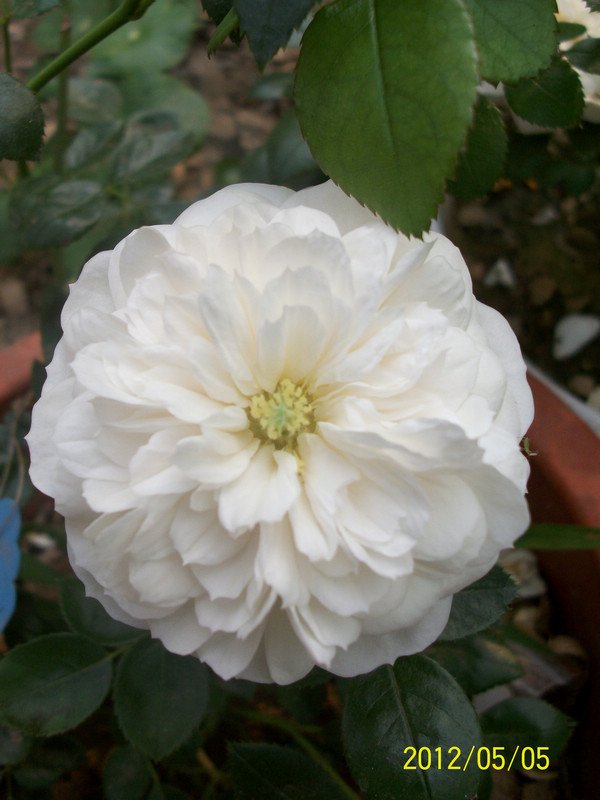 ���� ��ʿ.jpg