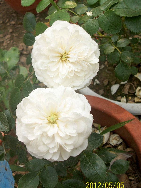 ���� ��ʿ2.jpg