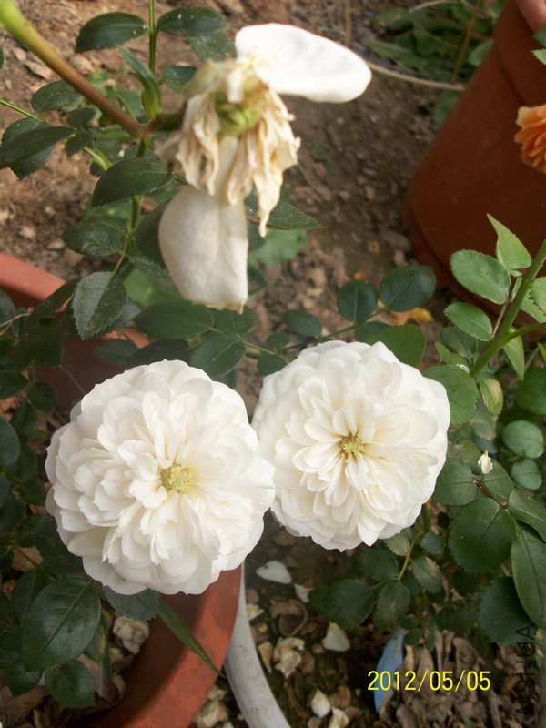 ���� ��ʿ3.jpg