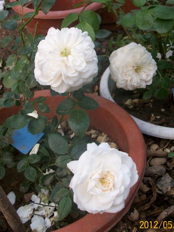 ���� ��ʿ4.jpg