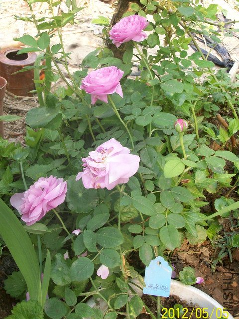 ���� ·��ŷ��.jpg