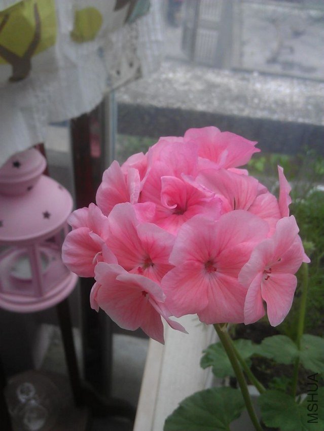 IMAG0526.jpg