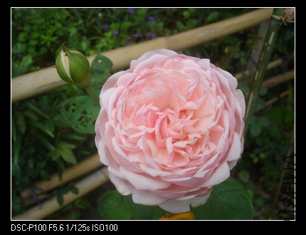 nEO_IMG_DSC05396.jpg