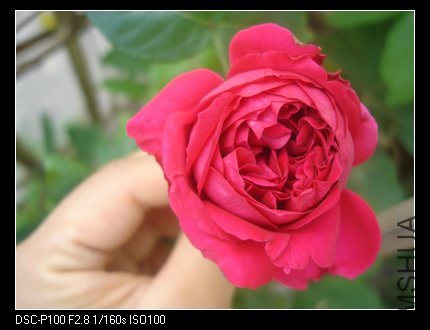 nEO_IMG_DSC05444.jpg