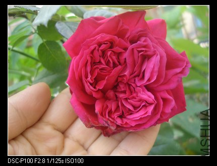 nEO_IMG_DSC05443.jpg