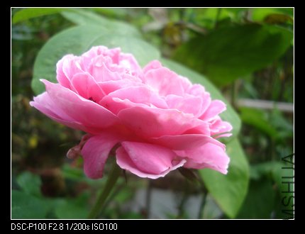nEO_IMG_DSC05382.jpg