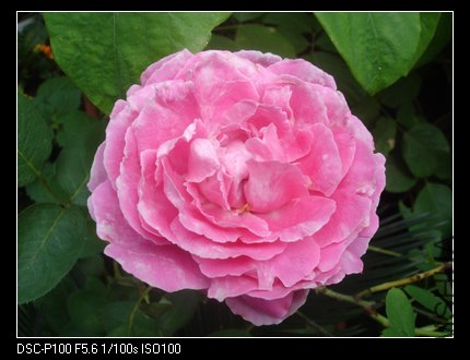 nEO_IMG_DSC05347.jpg