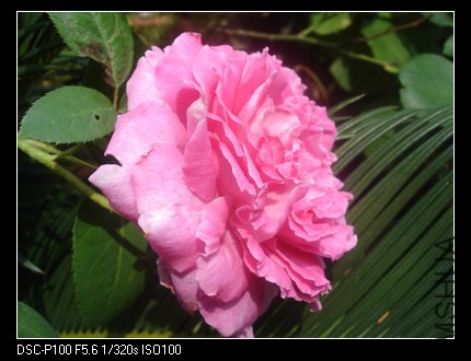 nEO_IMG_DSC05482.jpg