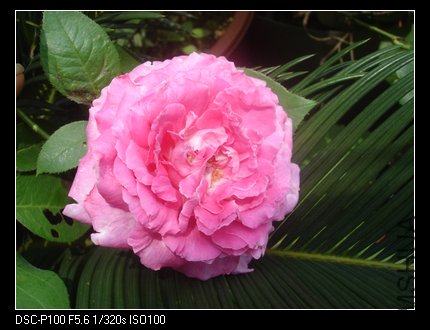 nEO_IMG_DSC05481.jpg