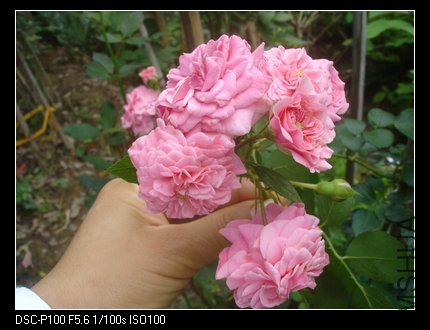 nEO_IMG_DSC05394.jpg