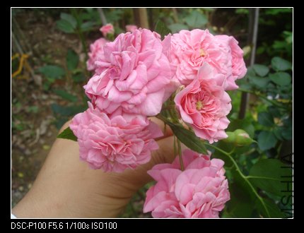 nEO_IMG_DSC05395.jpg