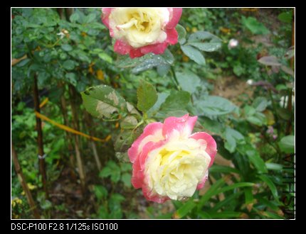 nEO_IMG_DSC05273.jpg