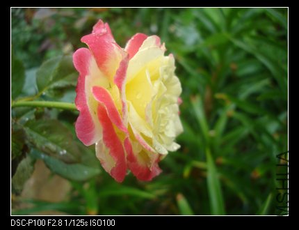 nEO_IMG_DSC05275.jpg