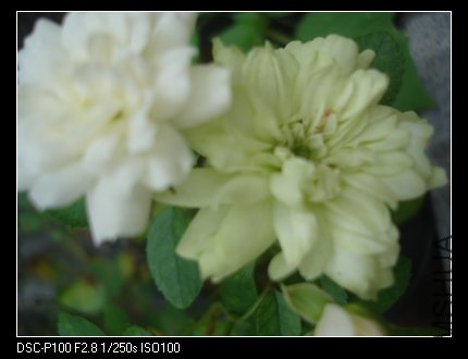 nEO_IMG_DSC05370.jpg