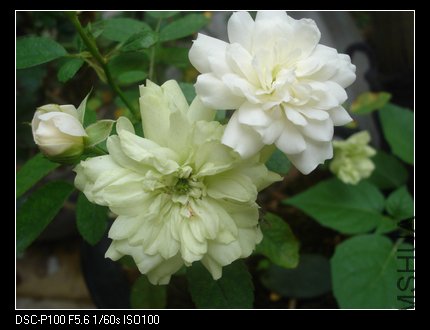 nEO_IMG_DSC05371.jpg