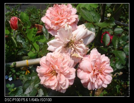nEO_IMG_DSC05238.jpg