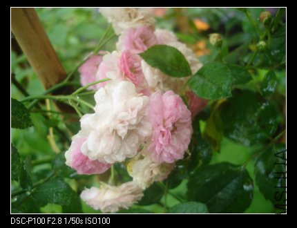 nEO_IMG_DSC05280.jpg