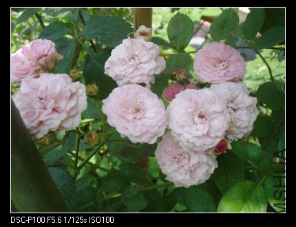 nEO_IMG_DSC05236.jpg