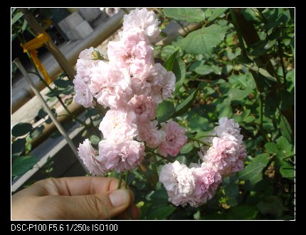 nEO_IMG_DSC05237.jpg
