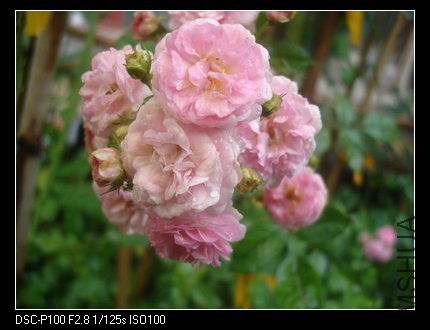 nEO_IMG_DSC05281.jpg