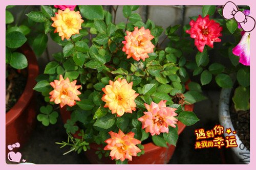 ��Ƭ 028_������.jpg