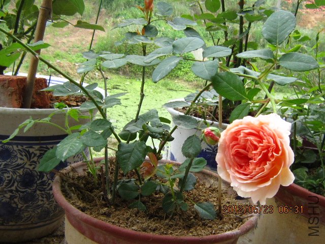 Ѽ��������