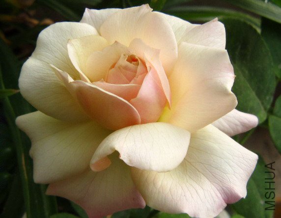 ���帥��˹��