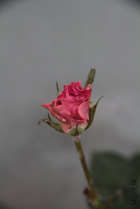 IMG_3576.JPG