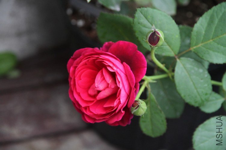 IMG_3581.JPG