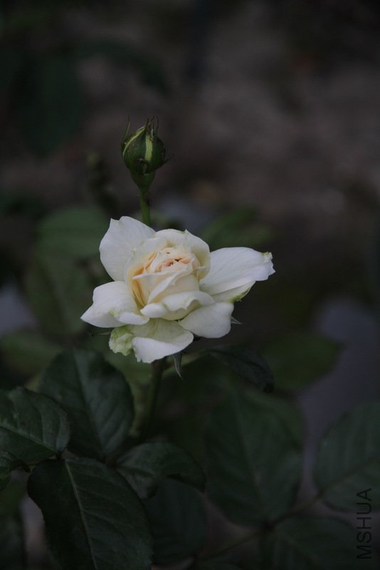 IMG_3594.JPG