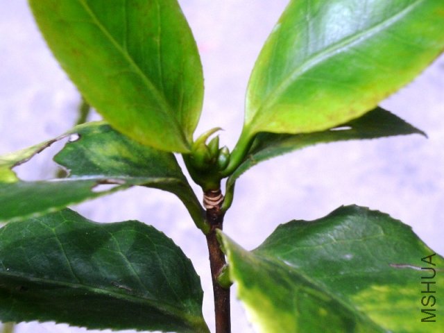 P1160380.JPG