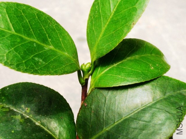 P1160383.JPG