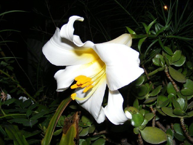 Lilium regale.jpg